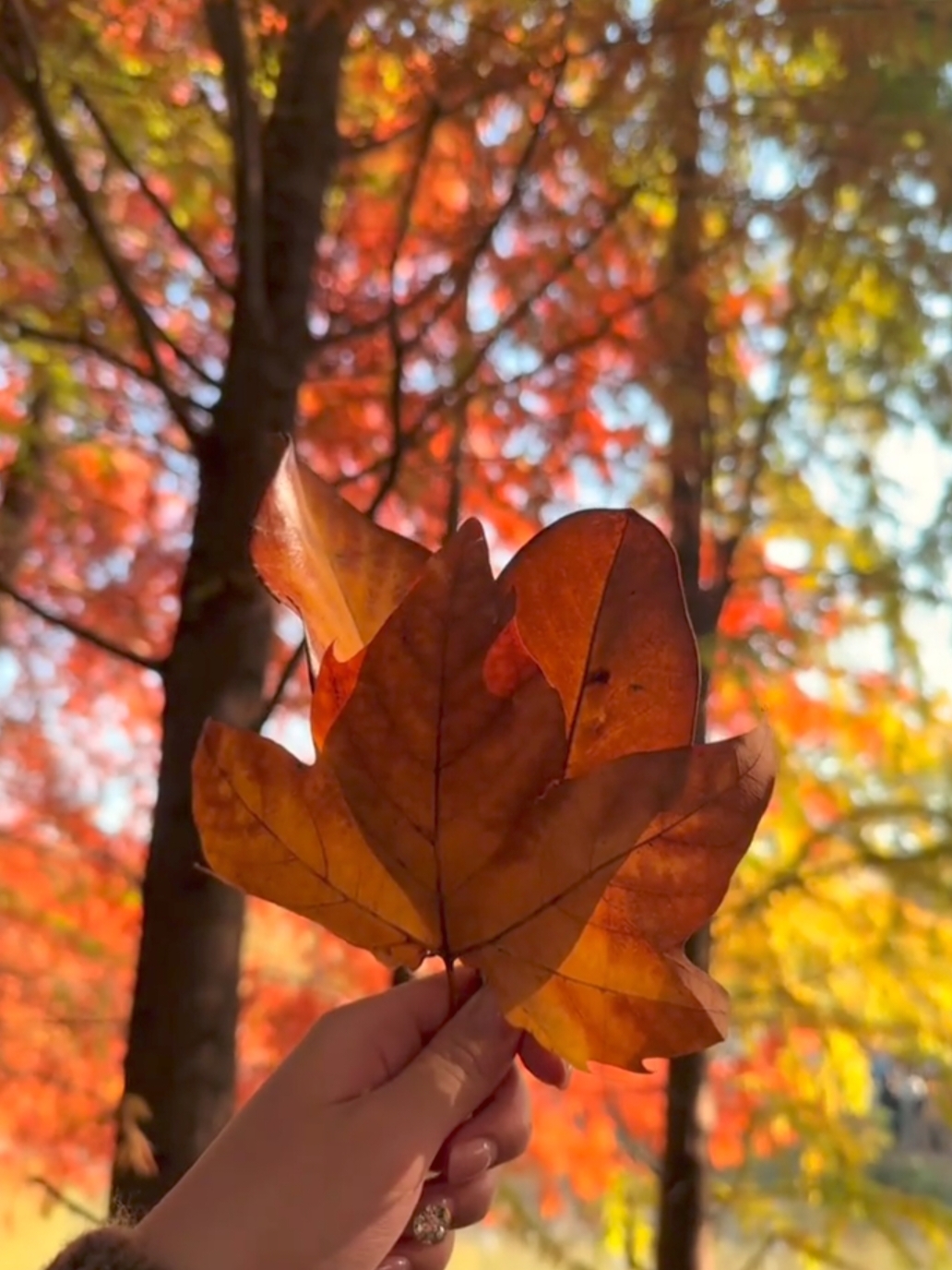 2025年11月18日午后