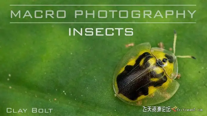 Craftsy宏观摄影精通昆虫微距摄影完整指南教程中文字幕