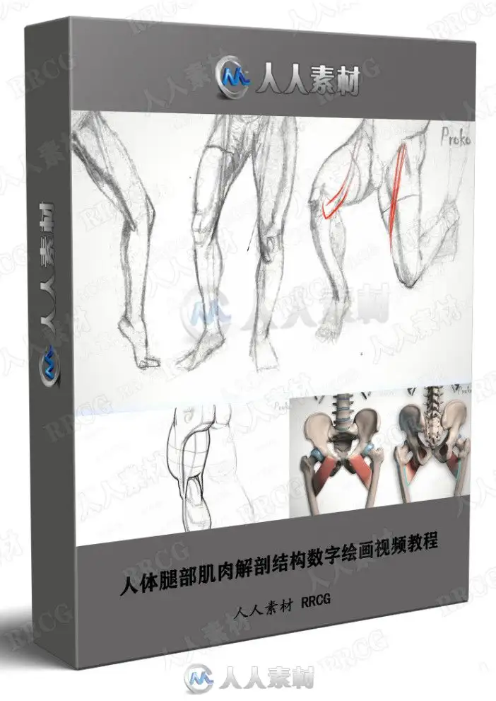 人体腿部肌肉解剖结构数字绘画视频教程