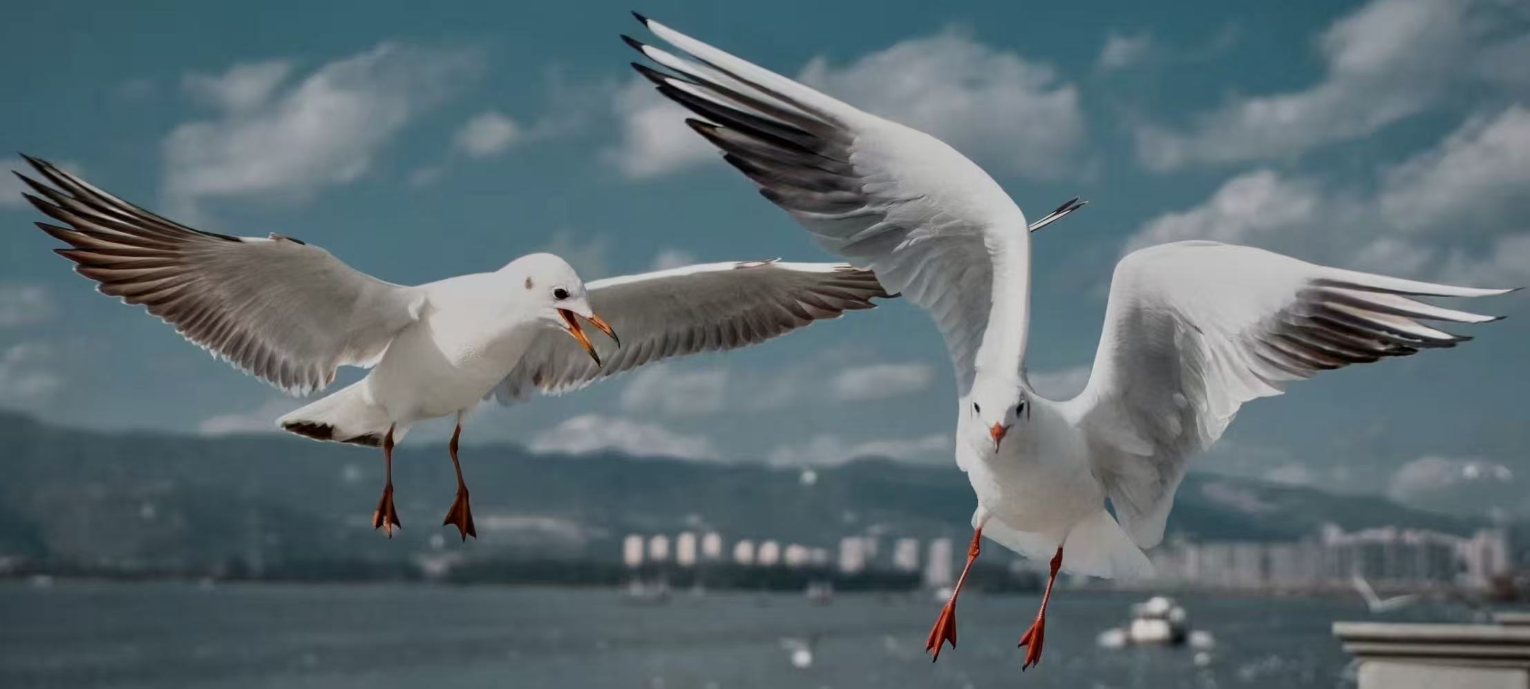 animals/微信图片_20260317114715_108_48.jpg